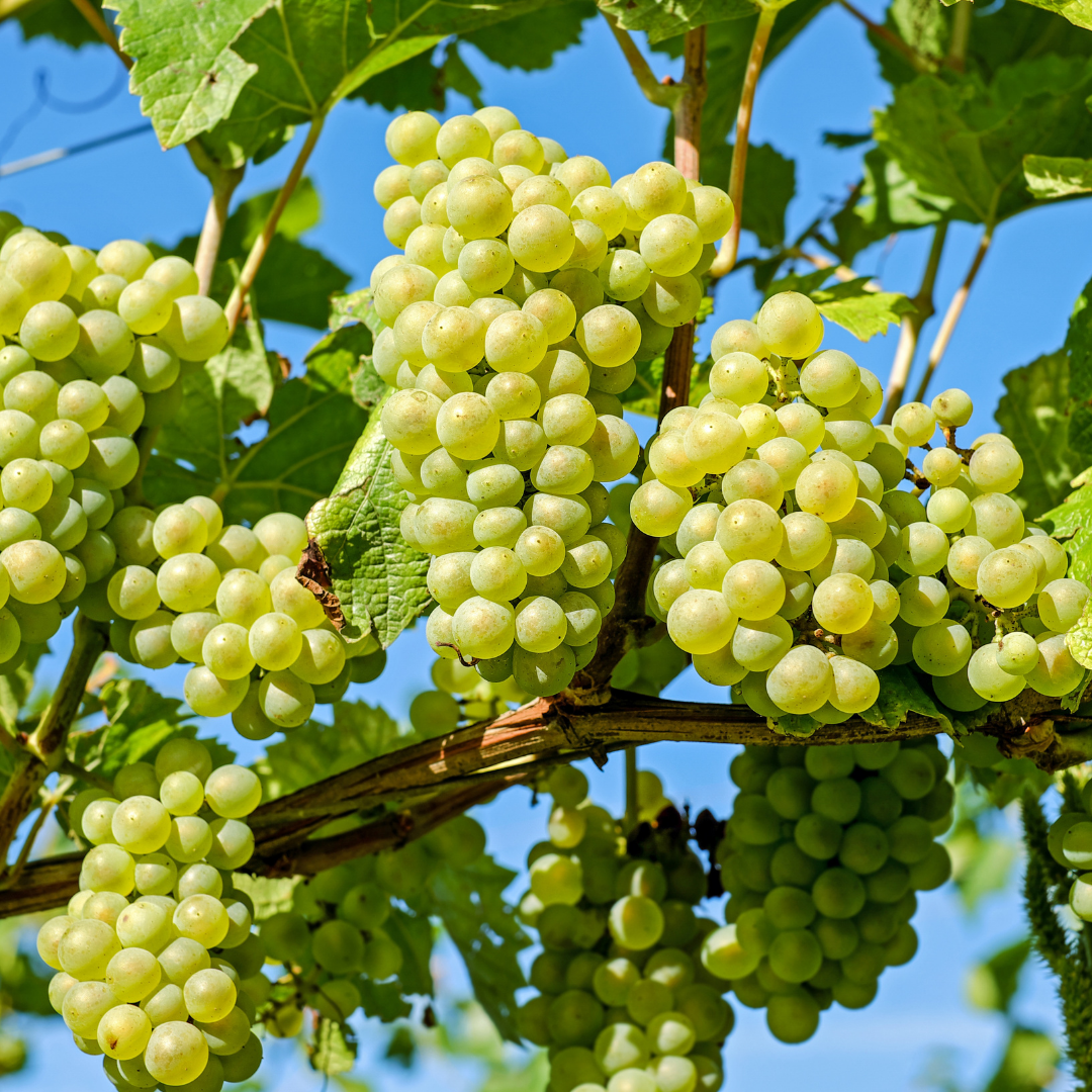 From the Vineyard | How Hotel Collection Wine is Made