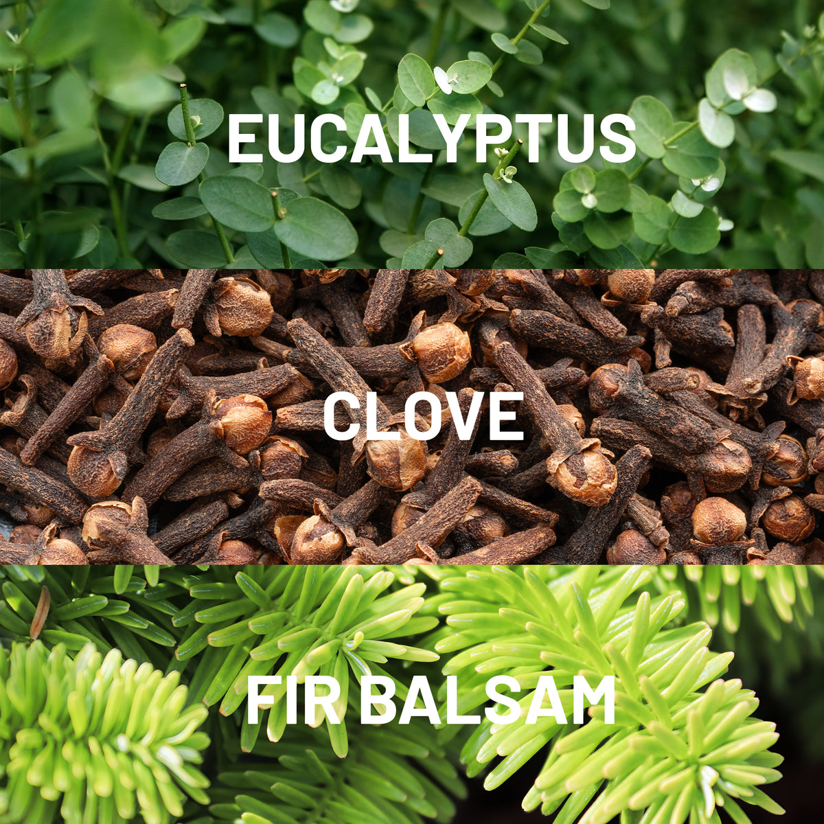 Pinecones & Holly